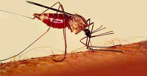 Puerto Rico insiste en prevención ante malaria a quienes viajen a RD 