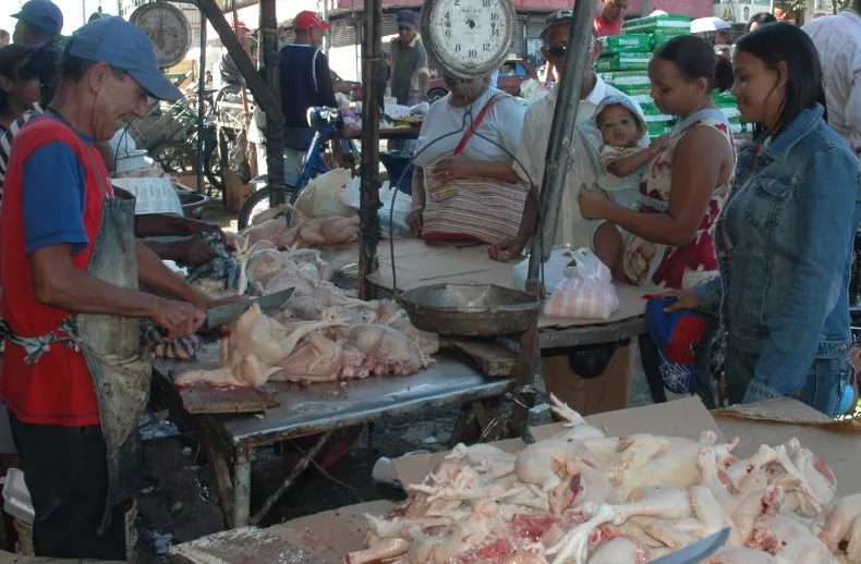 Agricultura afirma RD contará con más de 85 millones libras de pollos para Navidad