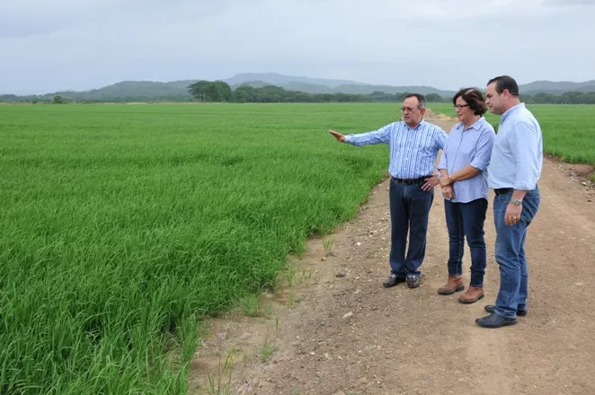 Autoridades de Agricultura de RD Y Puerto Rico recorren zona productora de arroz