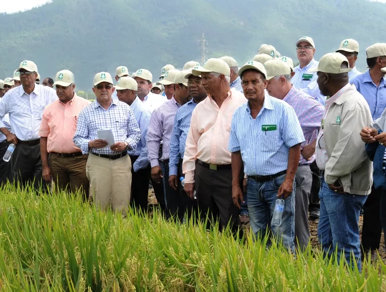 Expertos analizan calidad del arroz