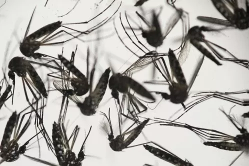 La OMS urge a Europa a que tome medidas para prevenir la propagación del zika