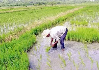 Productores  se comprometen a eliminar la quema de pajas de arroz