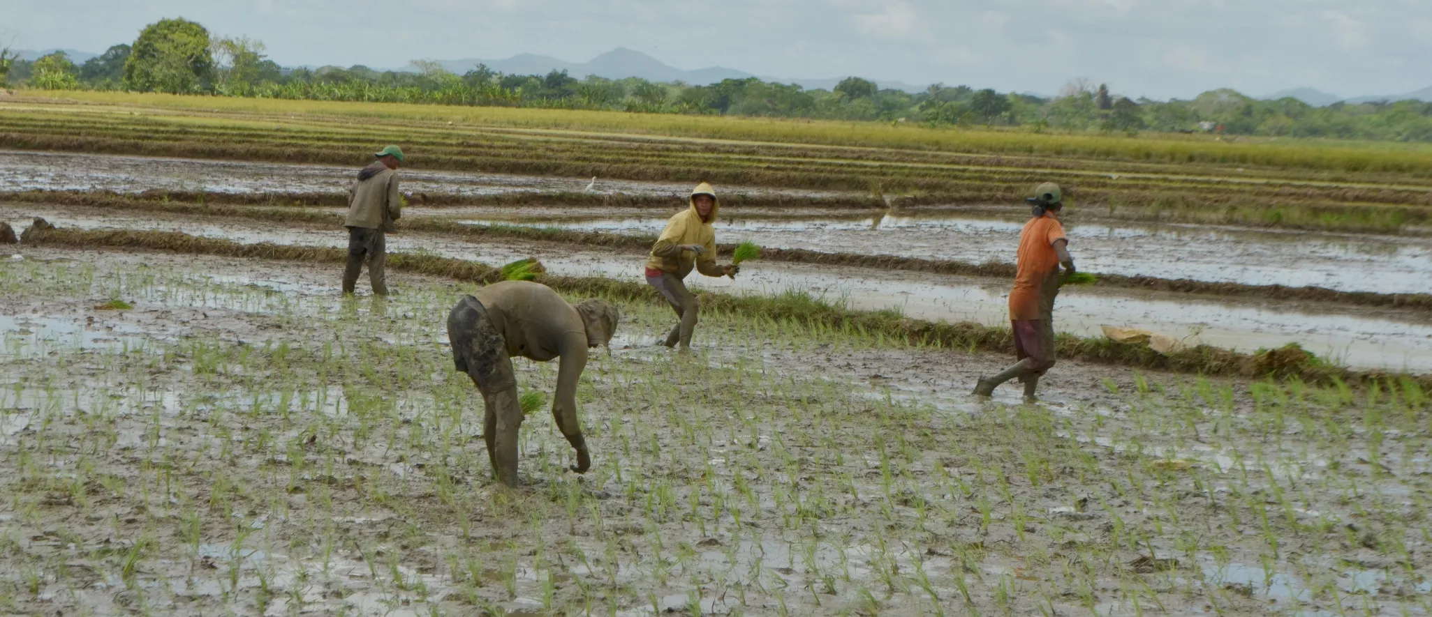 Indrhi garantiza riego para reiniciar siembra de arroz