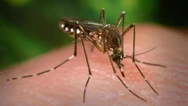 República Dominicana está entre los países donde se reportaron más casos de chikungunya en la pasada década