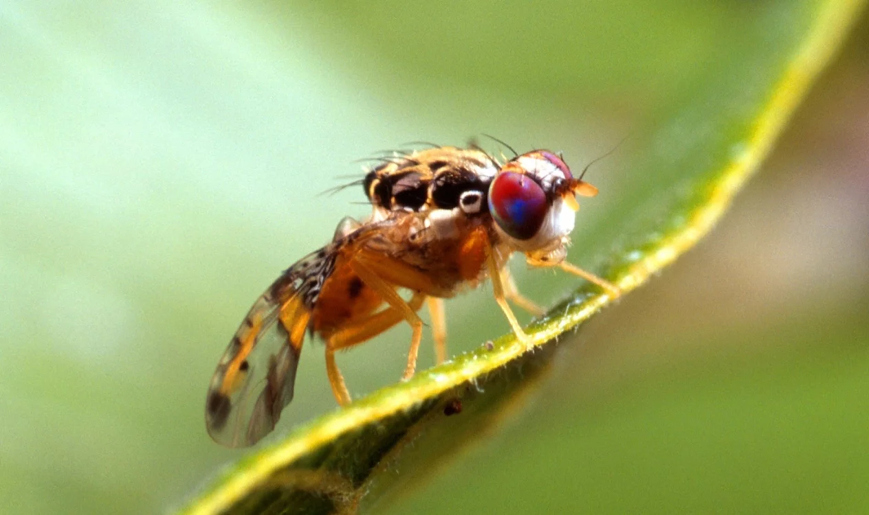 Agricultura detecta mosca del Mediterráneo y toma medidas