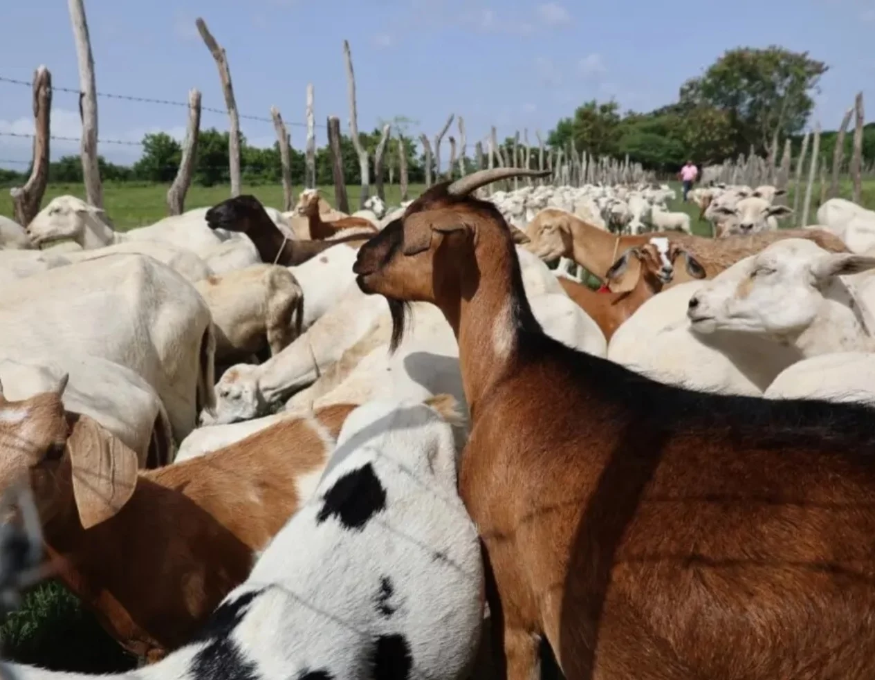 El Gobierno pone control a entrada de animales de Haití