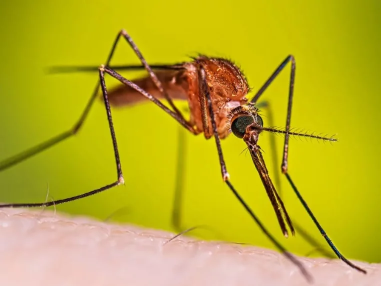 La malaria tiene presencia activa en el sur del país