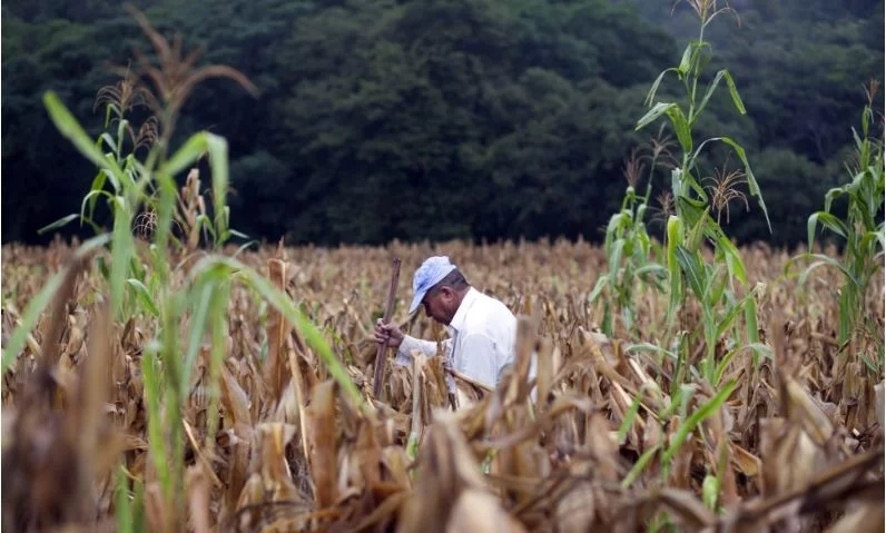 Centroamérica y RD han invertido casi 14 millones de dólares en el corredor seco y zonas áridas