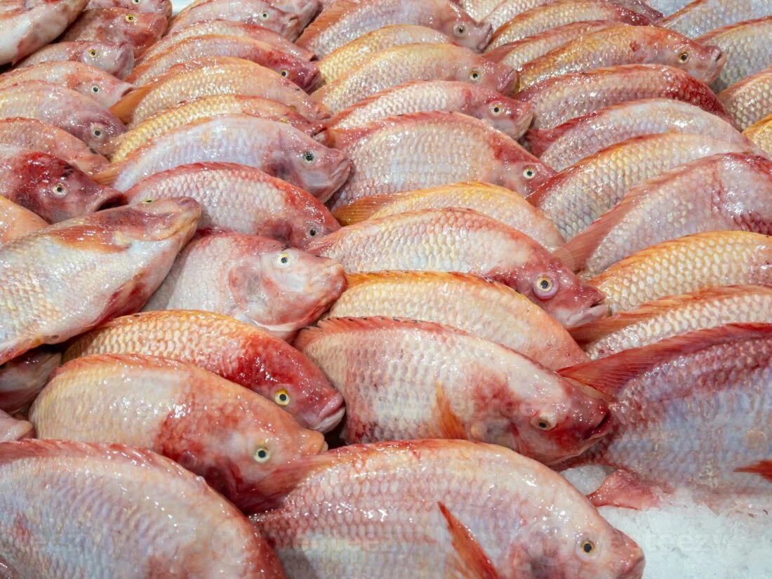 El “boom” de la tilapia en el mercado y su consumo en RD