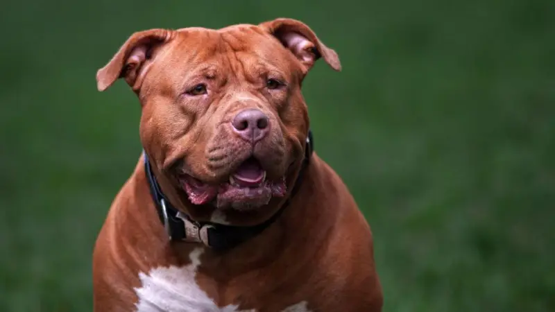 Los 100 perros al mes que sacrifica Reino Unido desde que prohibió la raza American XL bully